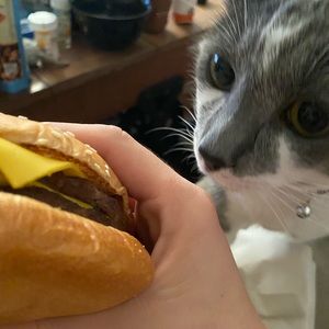 Meet your Posher, Max